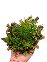 Load image into Gallery viewer, Rose of Jericho
