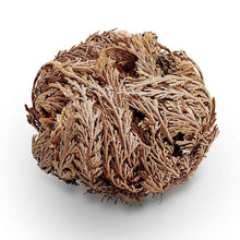 Load image into Gallery viewer, Rose of Jericho
