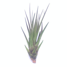 Load image into Gallery viewer, Assorted Air Plants
