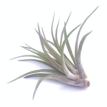 Load image into Gallery viewer, Assorted Air Plants
