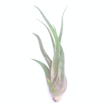 Load image into Gallery viewer, Assorted Air Plants
